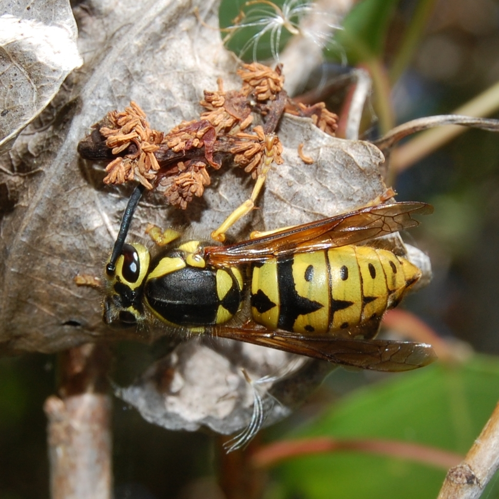 Western Yellowjacket reference