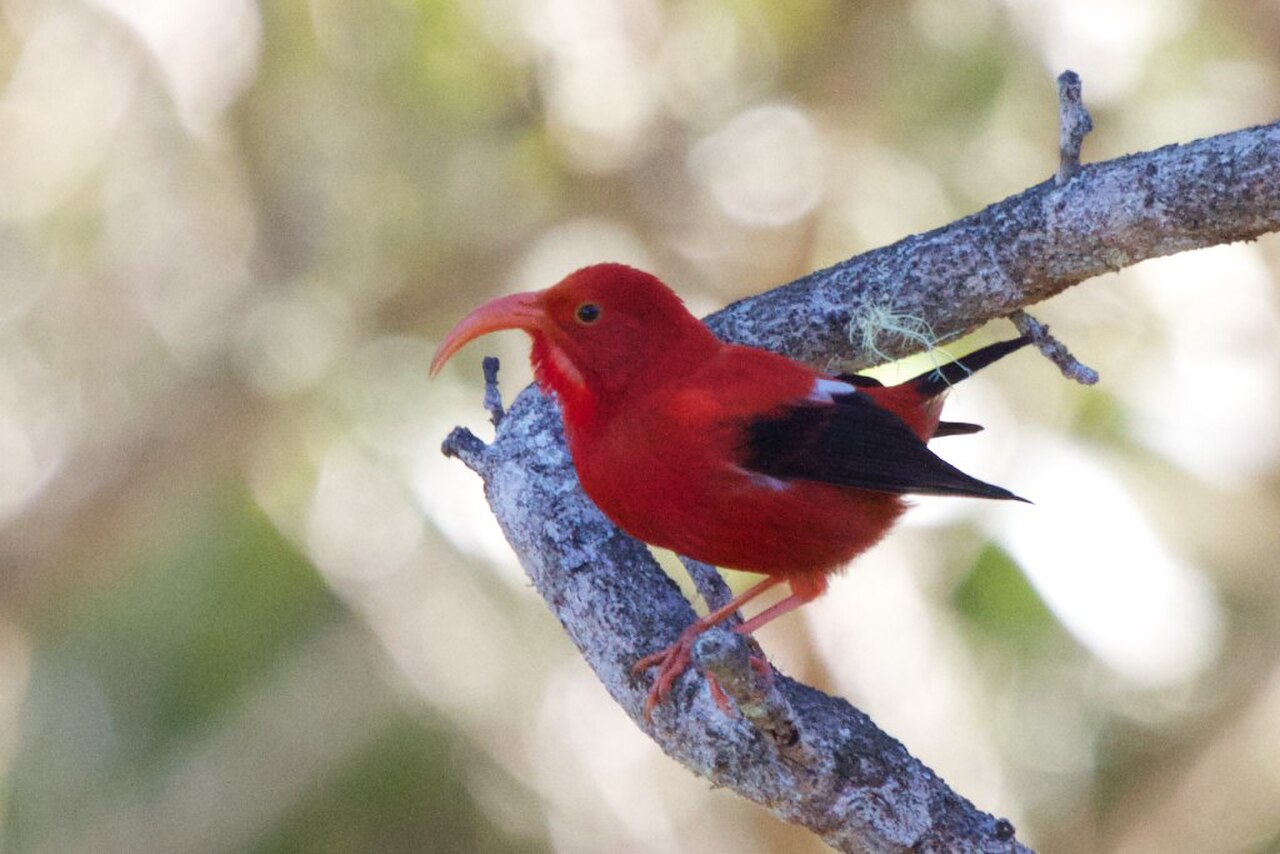 Vestiaria coccinea reference