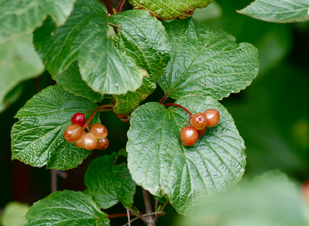 squashberry reference