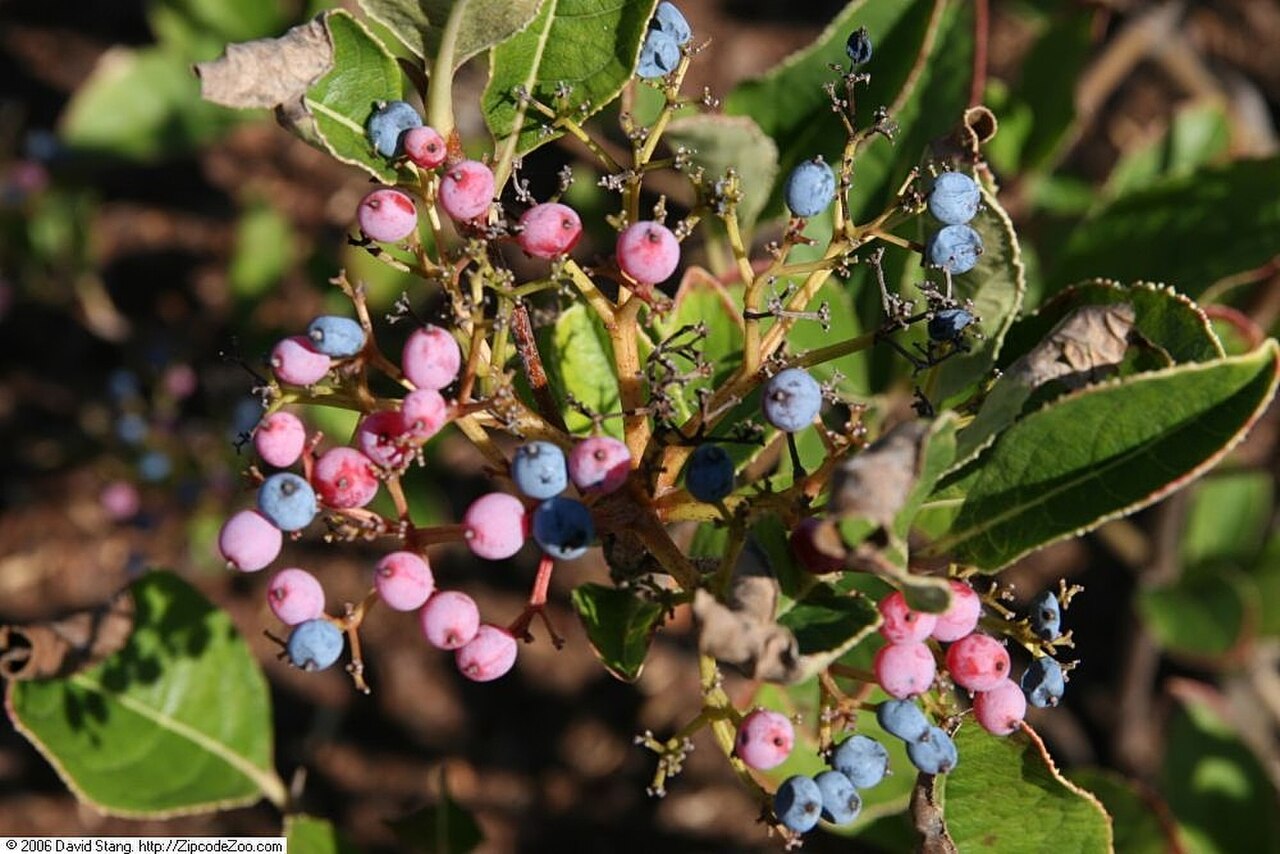 Viburnum nudum reference
