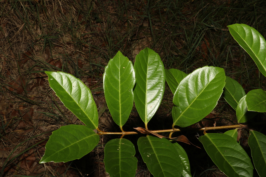 Sweet viburnum reference