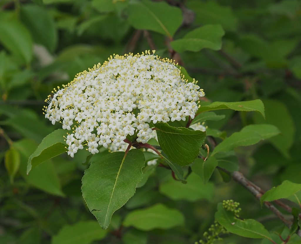 Blackhaw reference