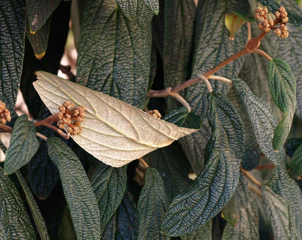 Leatherleaf viburnum reference