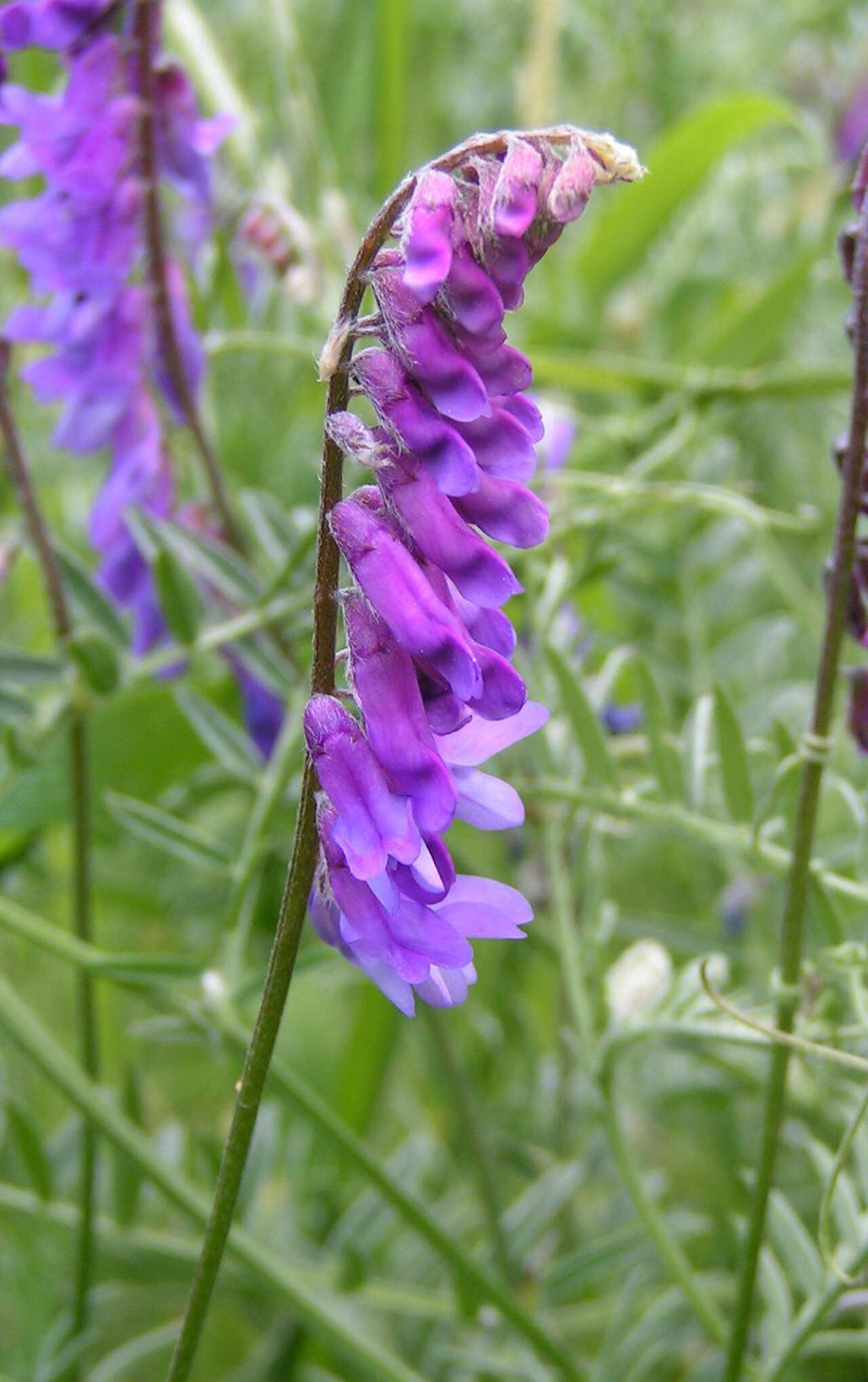 tufted vetch reference