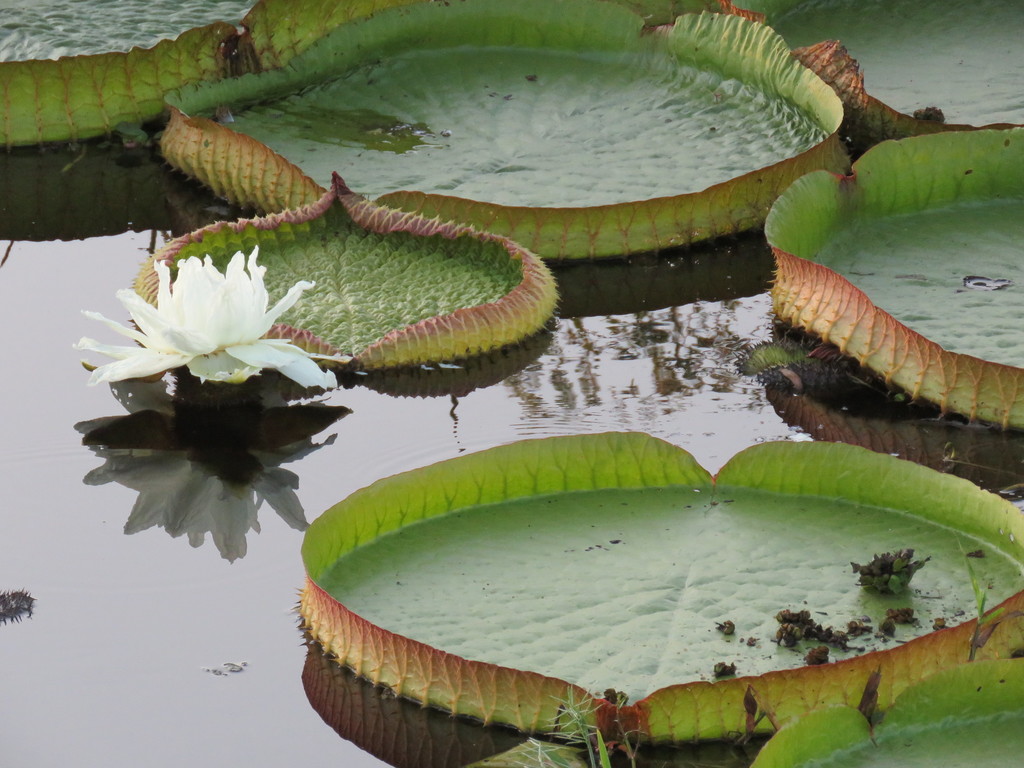 Santa Cruz Waterlily reference