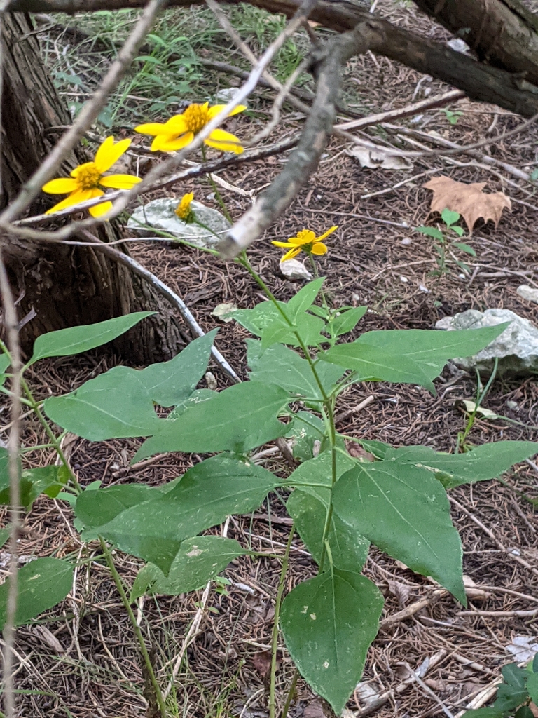 Toothleaf Goldeneye reference