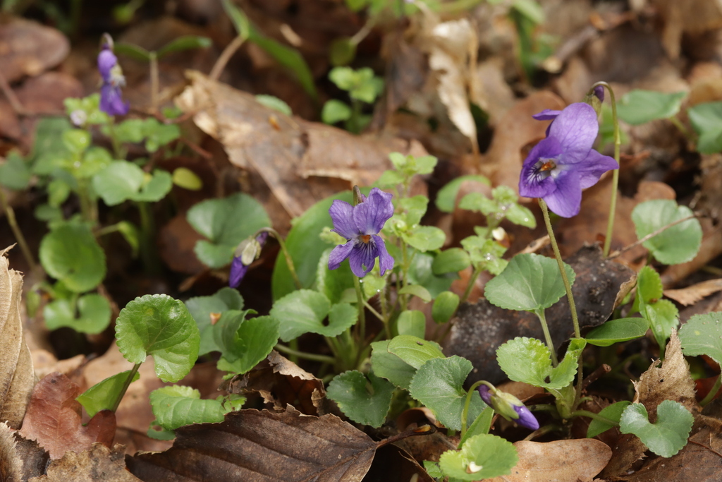 Sweet Violet reference