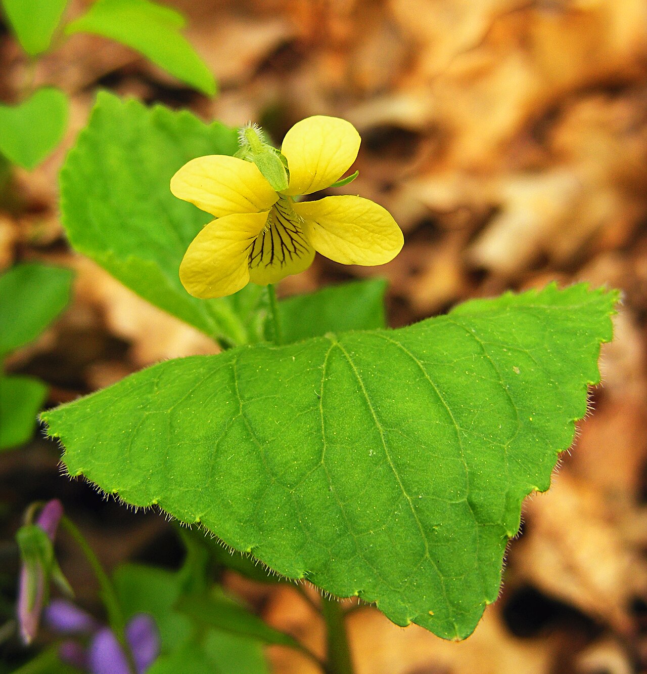 Viola pubescens reference