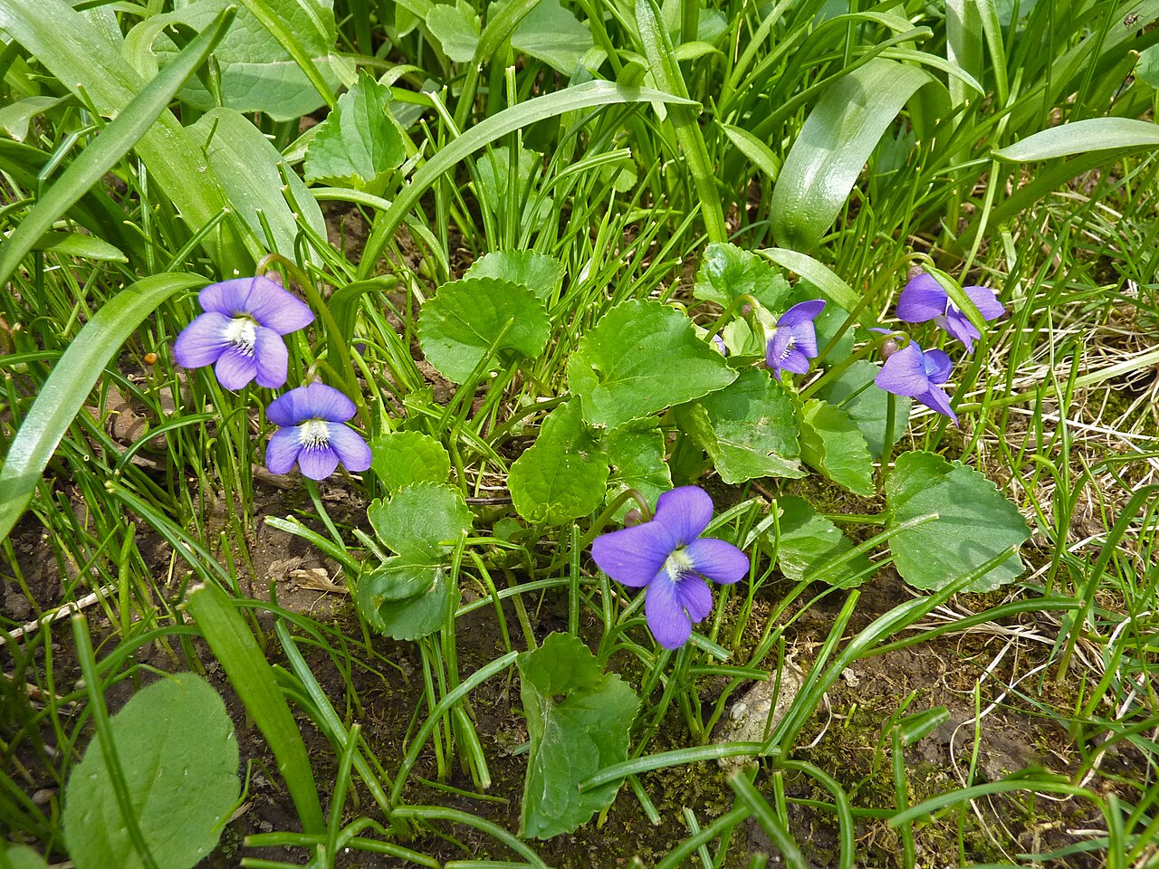 Viola sororia reference