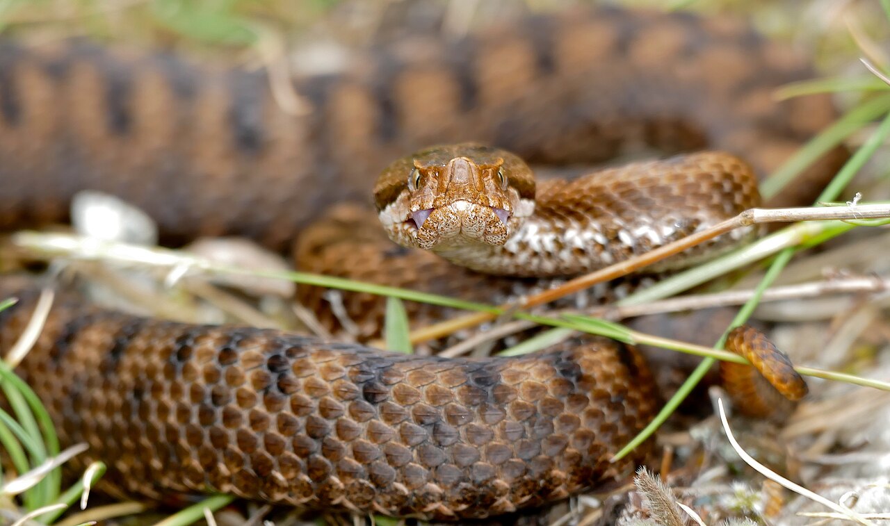 Asp Viper reference