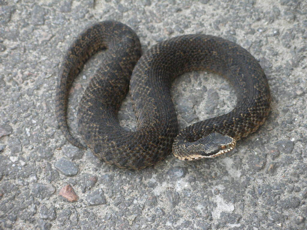 Caucasian Viper reference