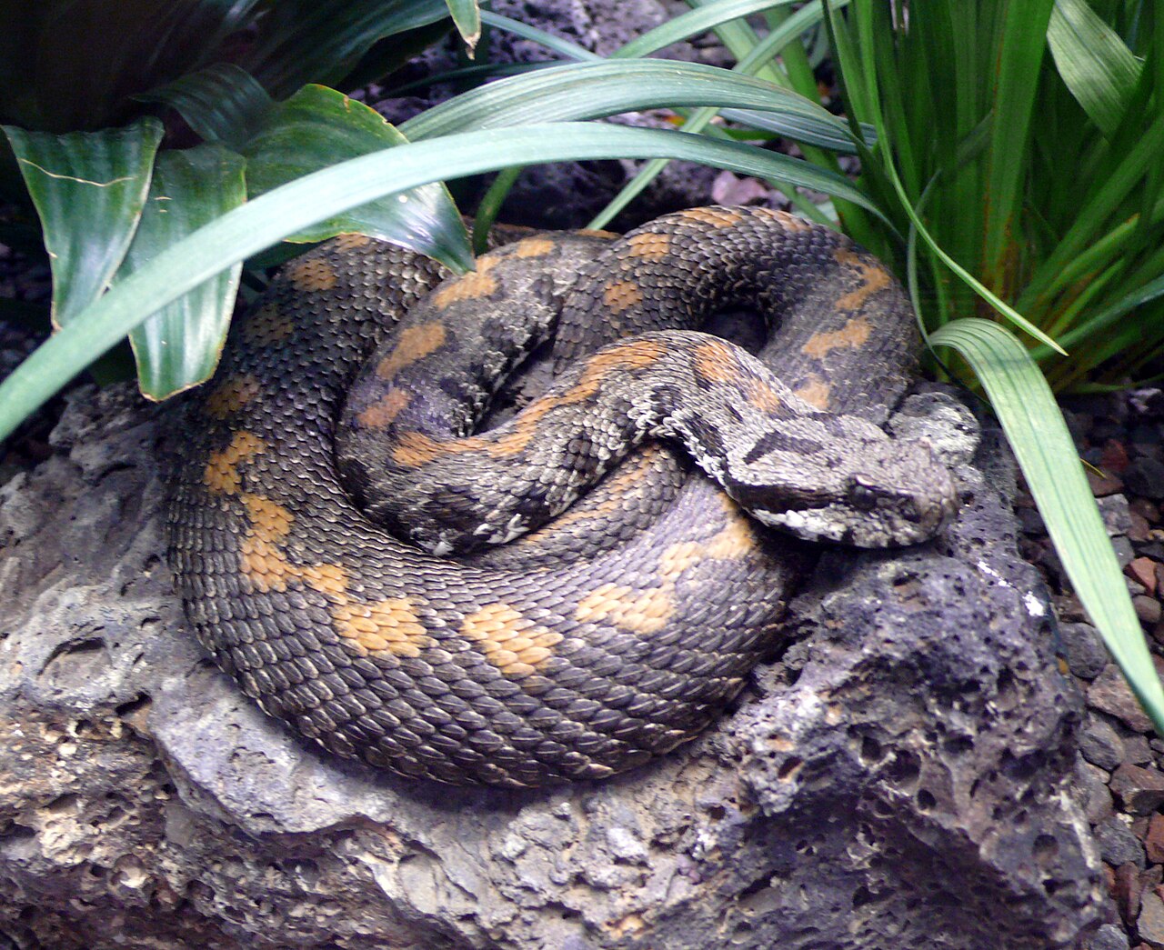 Armenian Viper reference
