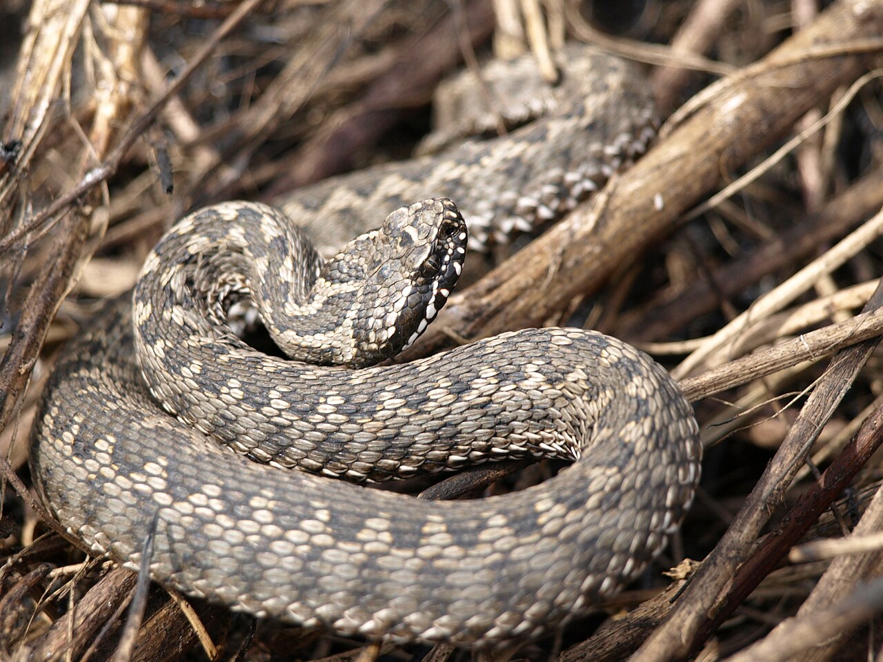 Steppe Viper reference