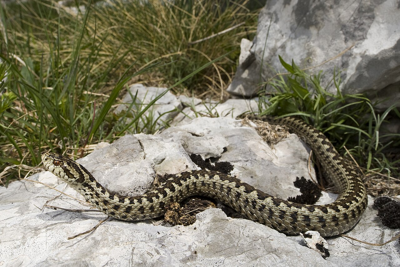 Steppe Viper reference