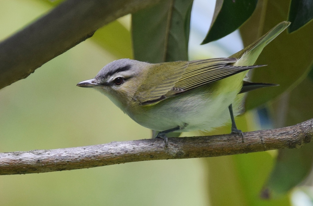 Red-eyed Vireo reference