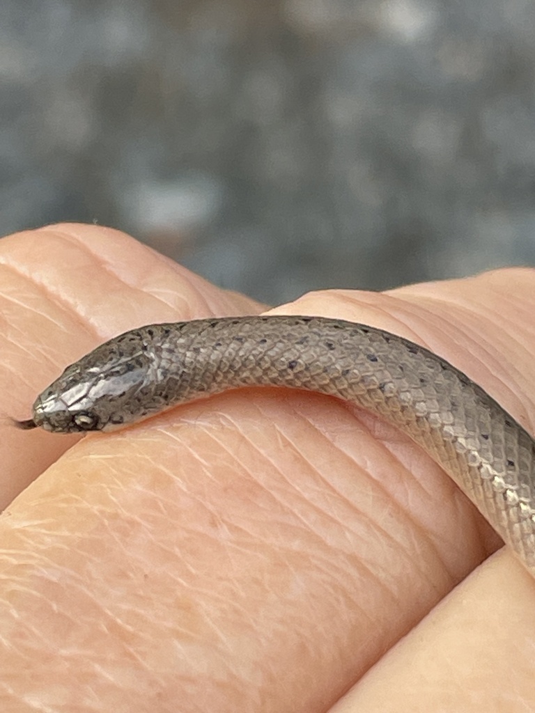 Smooth Earthsnake reference