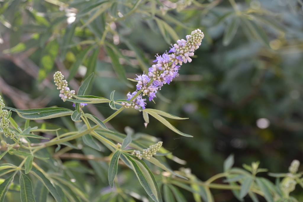Lilac Chaste Tree reference