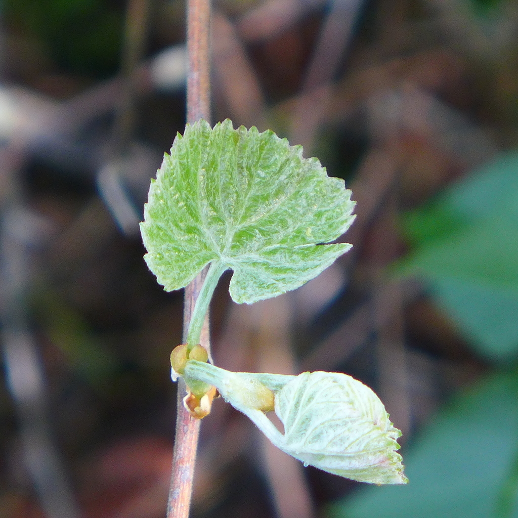 California Wild Grape reference