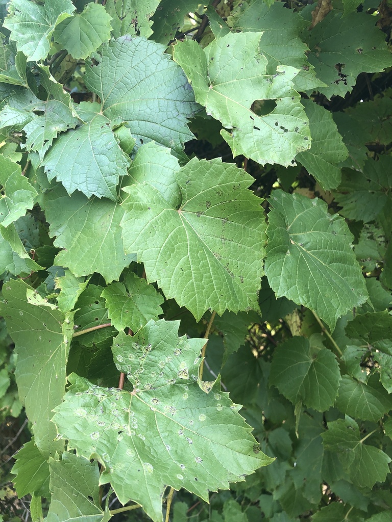 riverbank grape reference