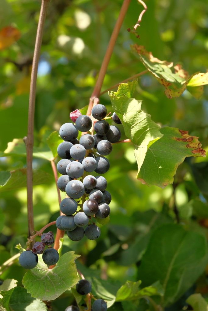 wine grape reference