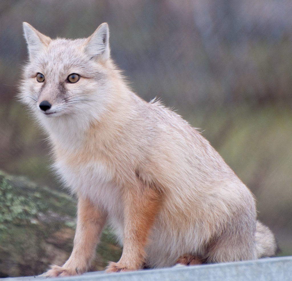 Corsac Fox reference