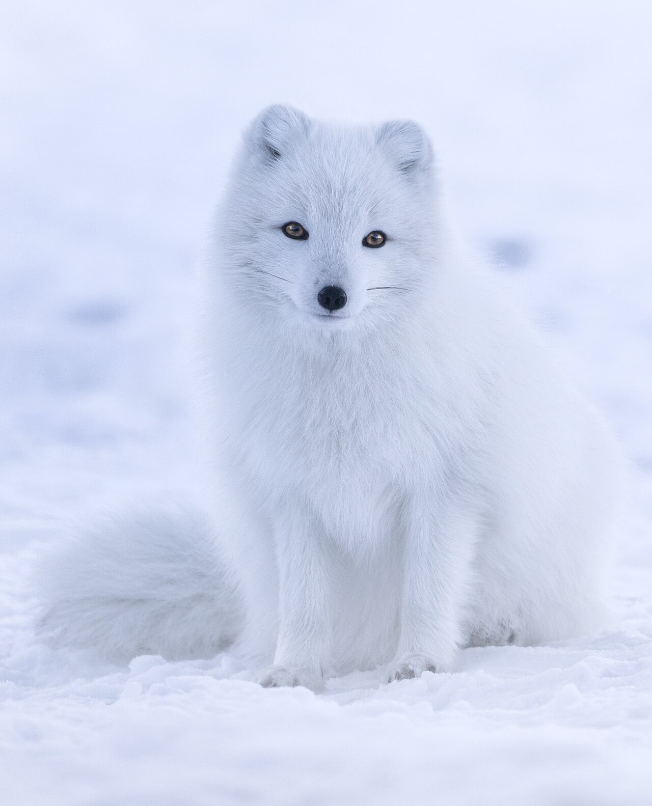 Arctic Fox reference