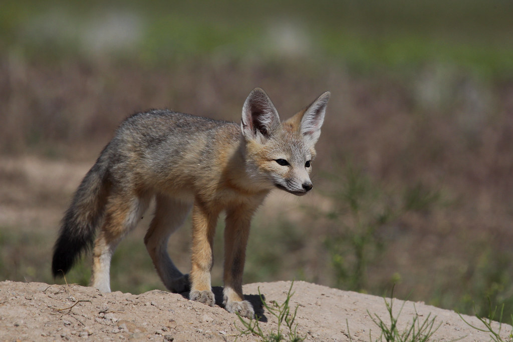 San Joaquin Kit Fox reference