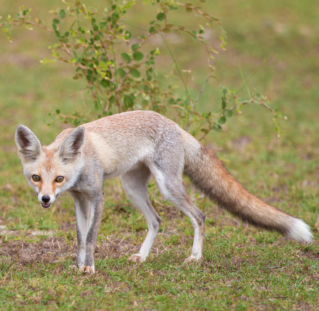 Desert Fox reference
