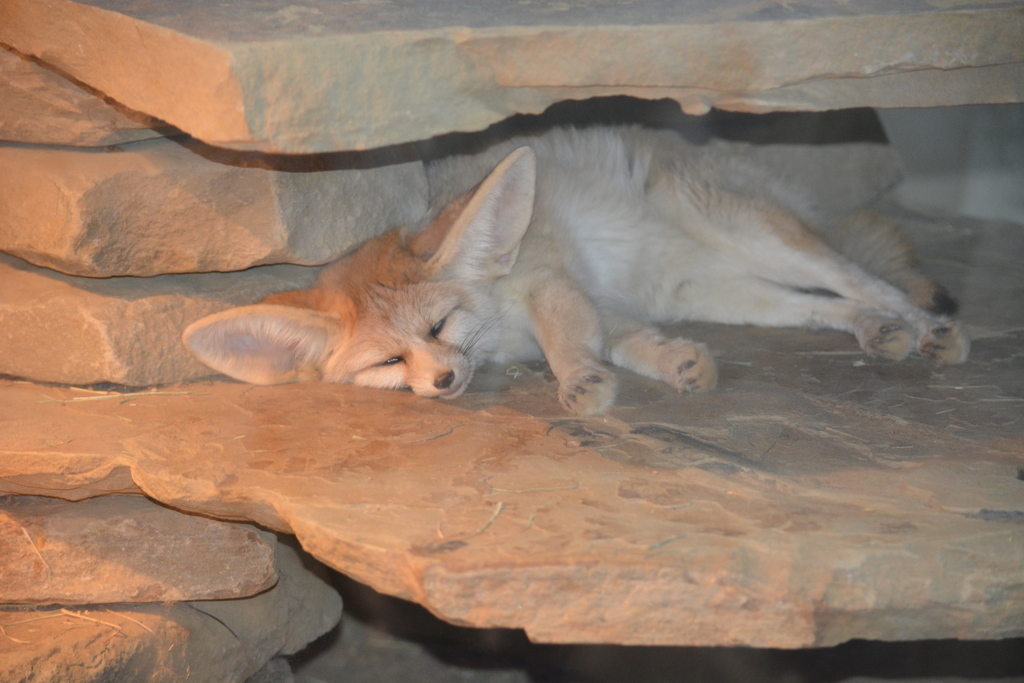 Fennec Fox reference