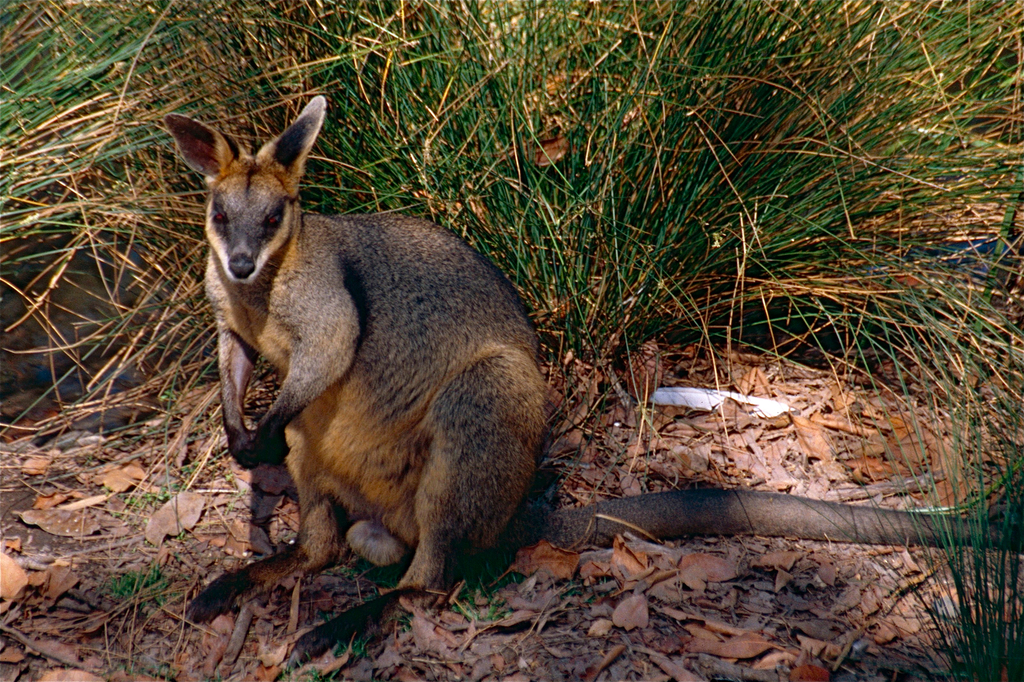 Swamp Wallaby reference