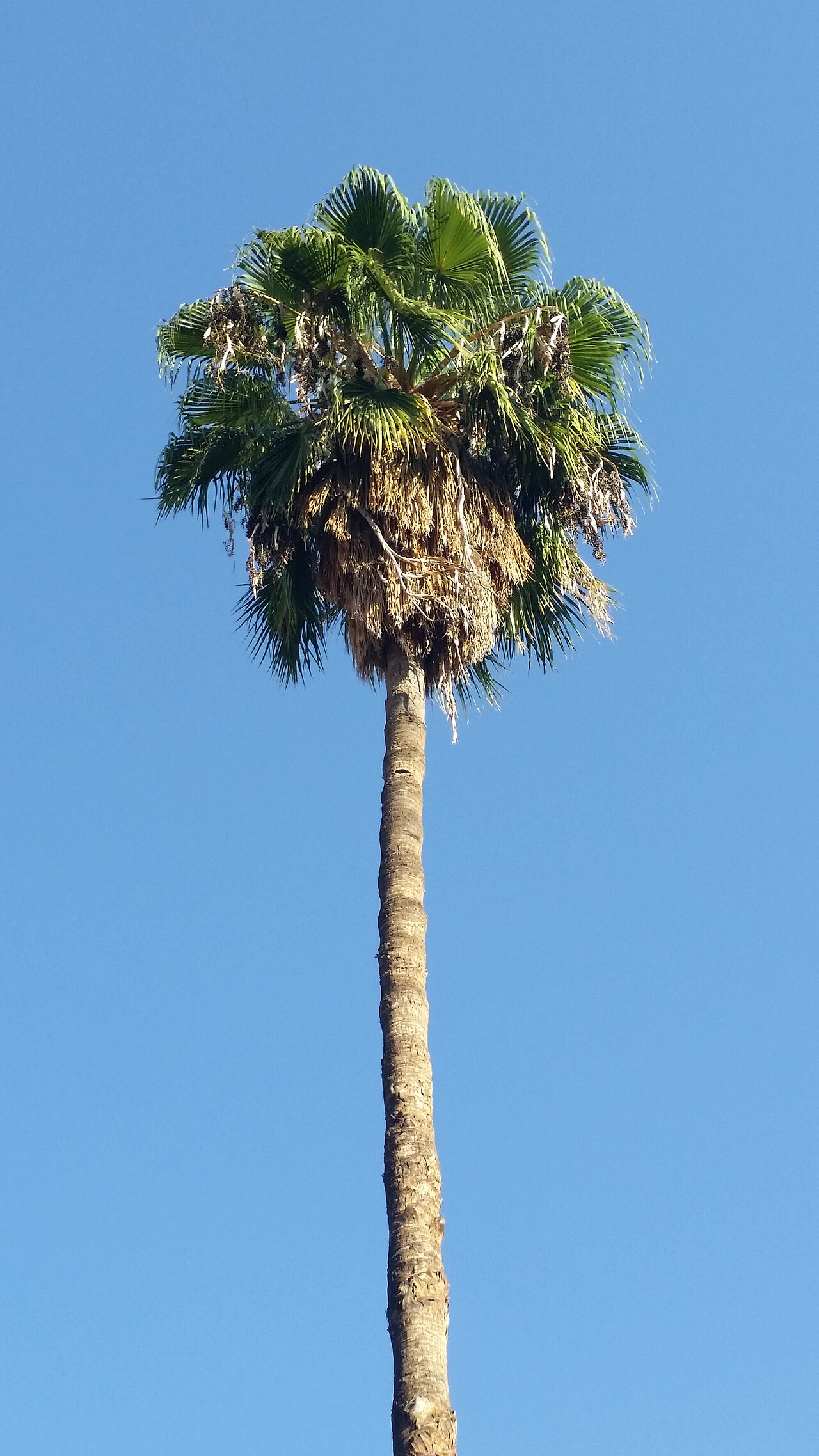 Mexican Fan Palm reference