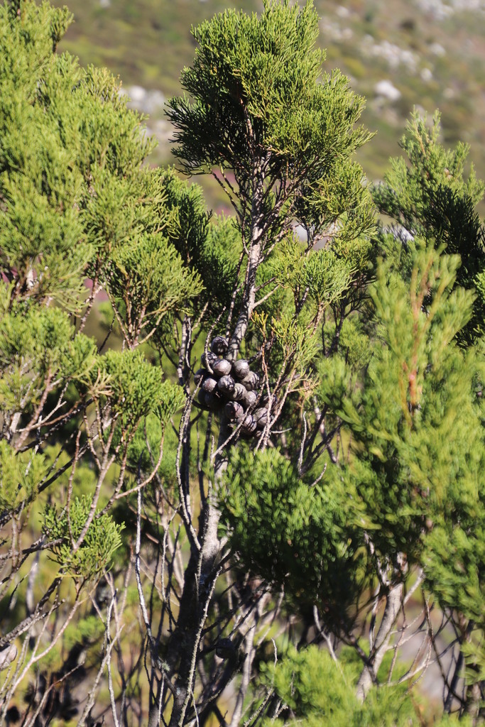 Mountain Cypress reference