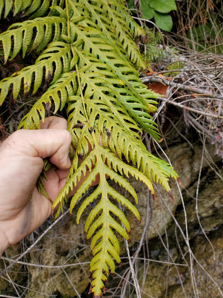giant chain fern reference