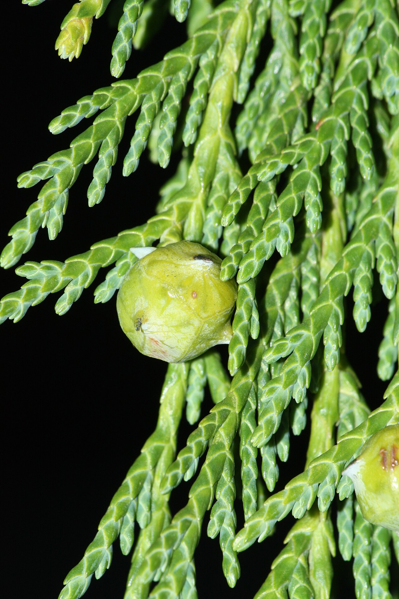 Xanthocyparis nootkatensis reference