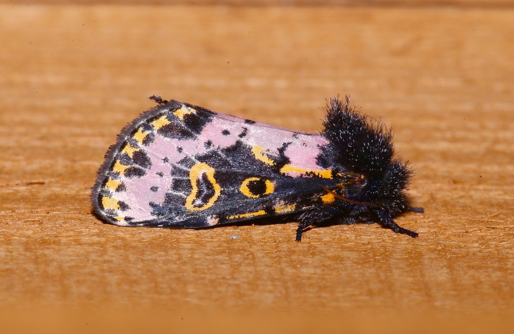 Spanish Moth reference
