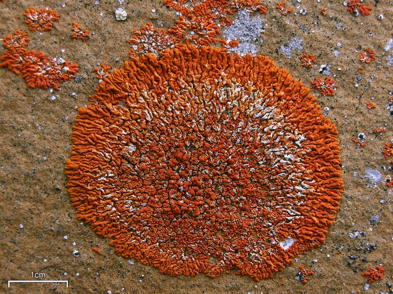 Elegant Sunburst Lichen reference