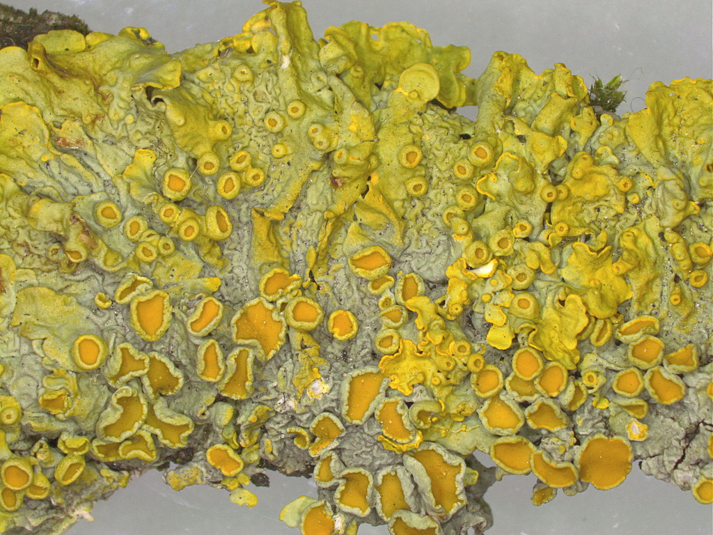 Common Orange Lichen reference