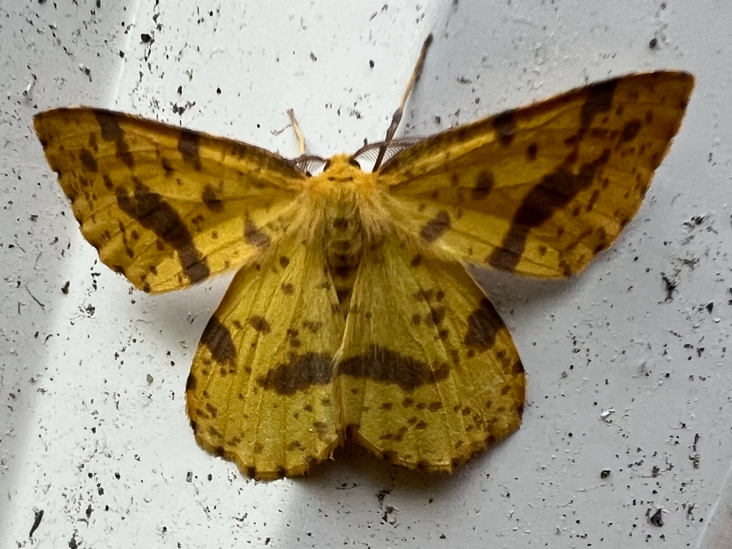 False Crocus Geometer Moth reference