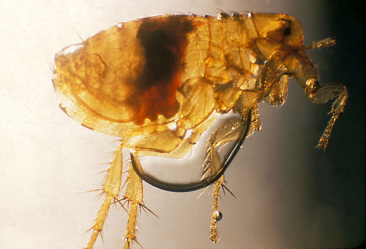 Oriental Rat Flea reference