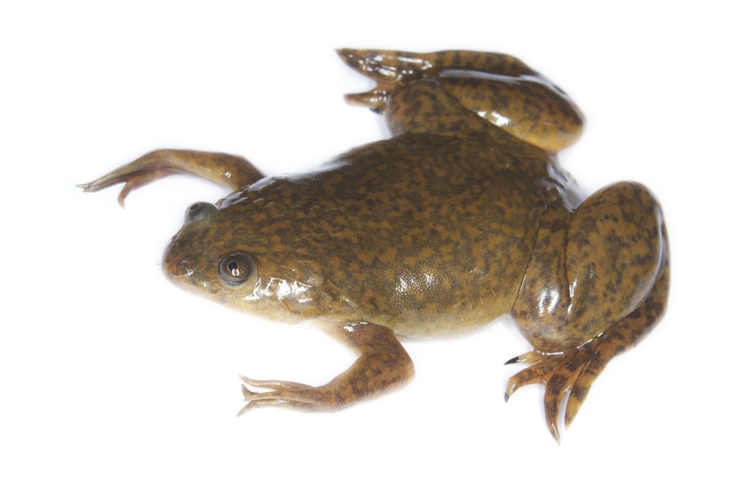 African Clawed Frog reference