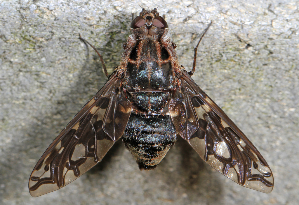 Tiger Bee Fly reference