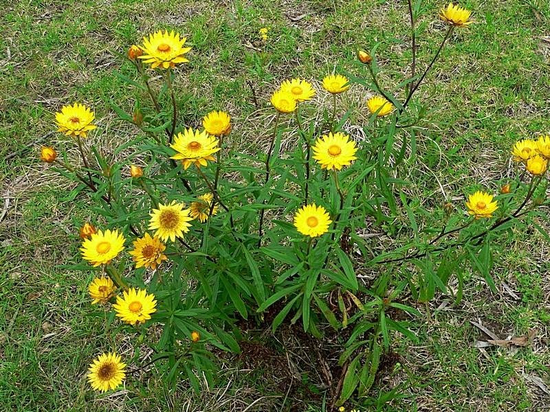 Golden Everlasting reference