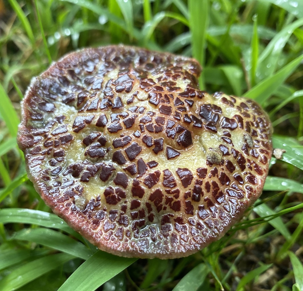 Red-cracking Bolete reference