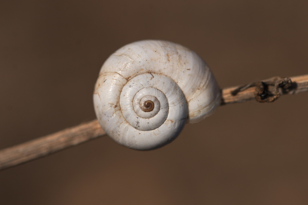 Xeropicta derbentina reference