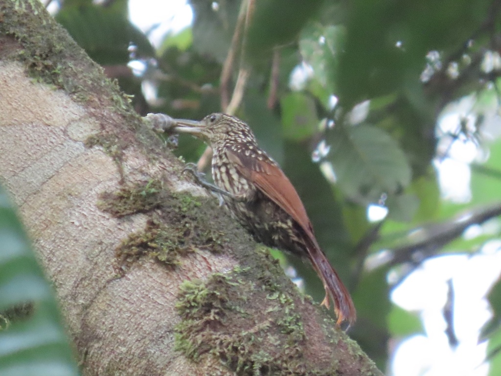 Black-striped Woodcreeper reference