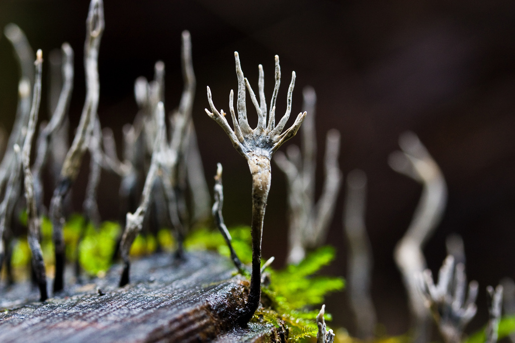 Candlesnuff Fungus reference