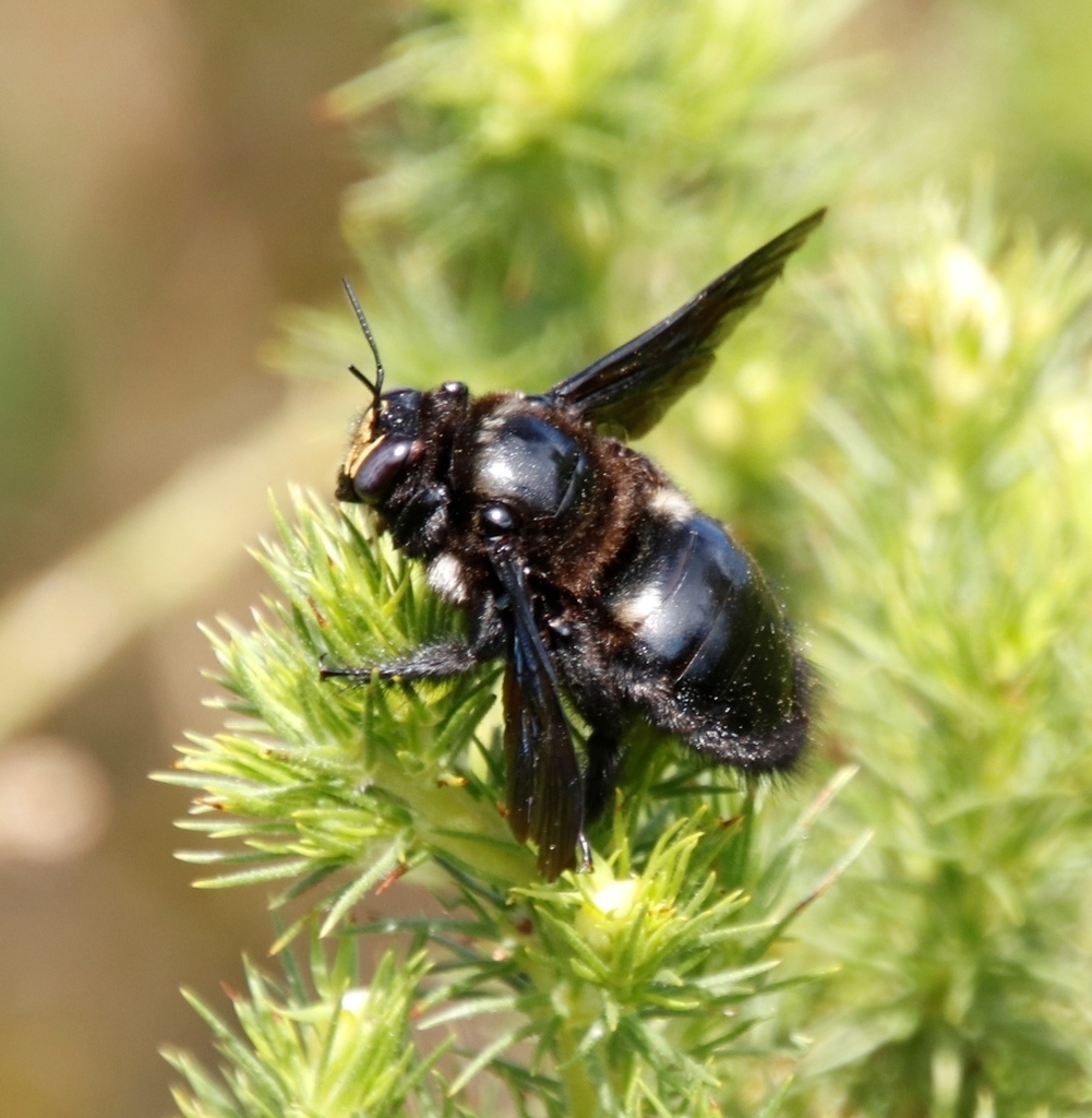Crowned Large Carpenter Bee reference