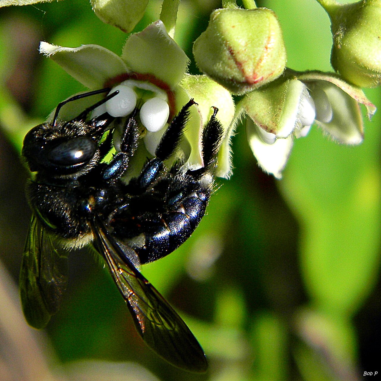 Southern Carpenter Bee reference