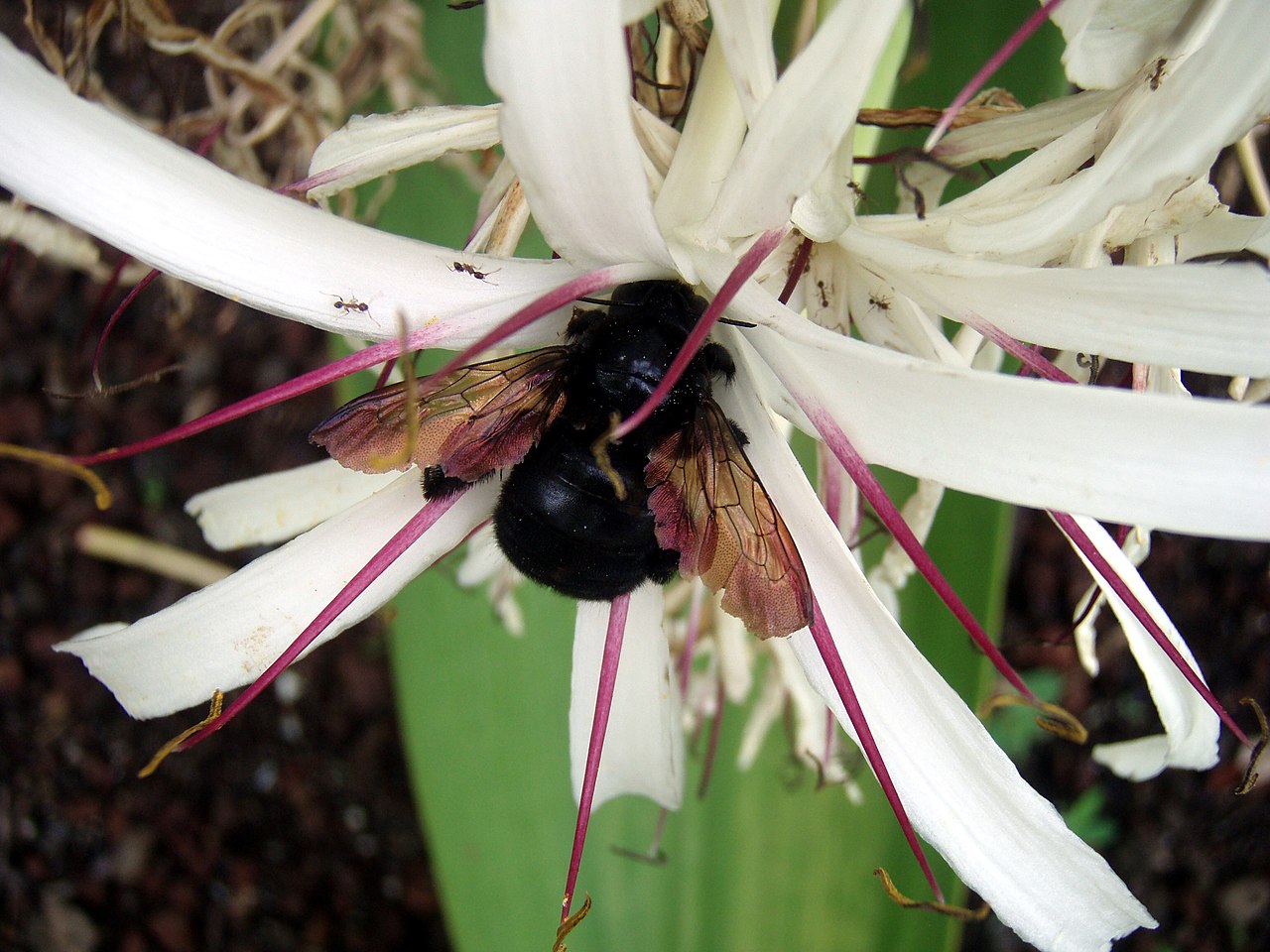 Xylocopa varipuncta reference