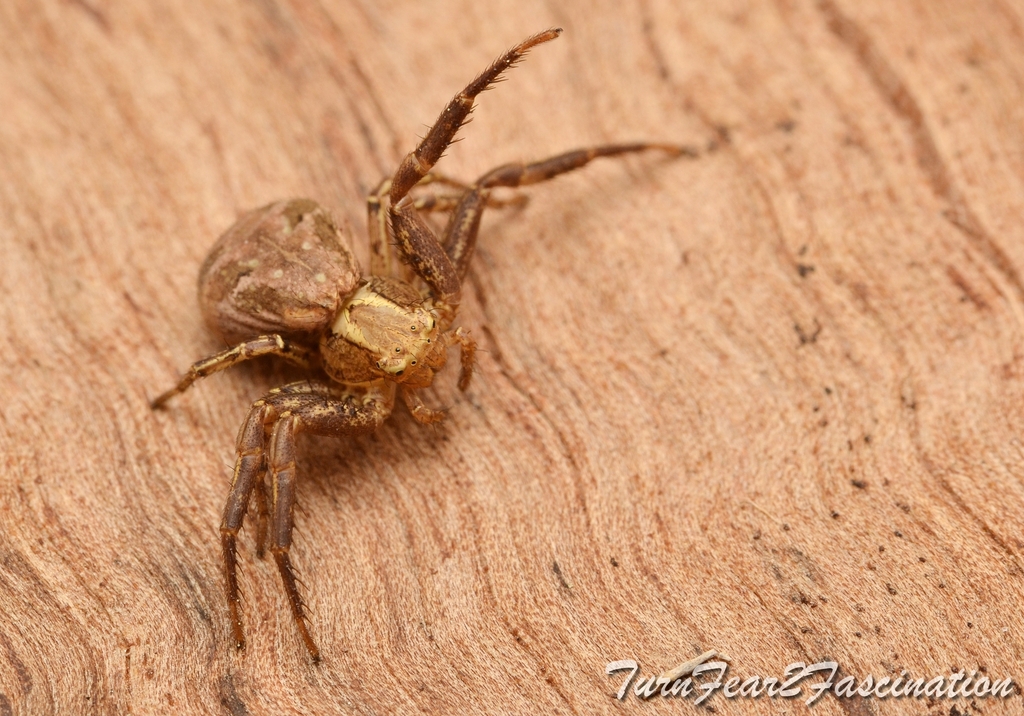 Common Crab Spider reference